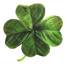 Four-leaved_clover2